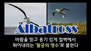 (알바트로스 Albatros)를 아시나요?..제가 바보새가 된 이유..