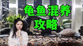 哪些龟适合和鱼混养？混养的方法以及注意事项有哪些？