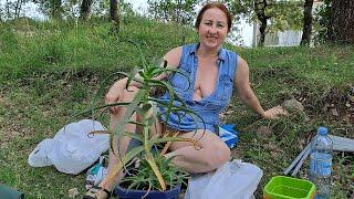 I am replanting flowers. My life in a mountain village. Mila naturist.