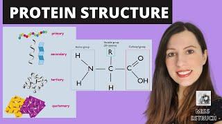 PROTEIN STRUCTURE- Amino acid structures. Primary, secondary, tertiary and quaternary proteins