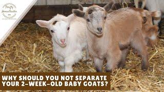 Don't separate your 2-week-old baby goats!