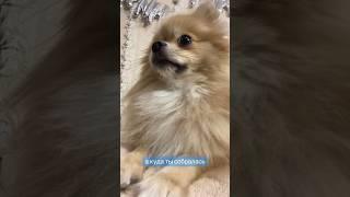 Оливка так решила #pomeranian #шпиц #померанскийшпиц #немецкийшпиц #шпицмишка #шпицы