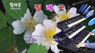 전자올겐 - 찔레꽃(백난아)