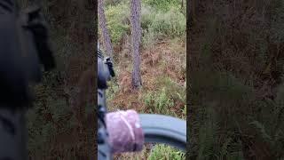 Florida Green swamp 2023 Whitetail Deer Hunting