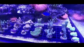 New SPS Coral Frags at The Aquatic Design Centre