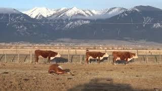 Video slideshow of What We Do At Chandler Herefords