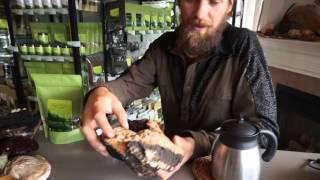 Chaga Mushroom | Mini-Intensive w. Yarrow Willard Cl.H. | Harmonic Arts