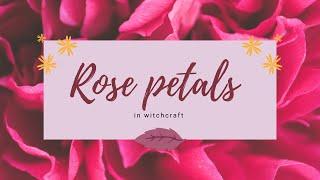 How to use old rose petals in witchcraft