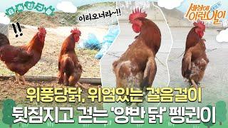 [#습속친구들] 고개는 빳빳하게 들고~ 위엄 있는 걸음! 위풍당닭 뒷짐지고  걷는 양반 닭 펭귄이 #순간포착세상에이런일이 #WhatonEarth #SBSstory