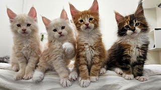 Maine Coon Kittens and Cats Everywhere!