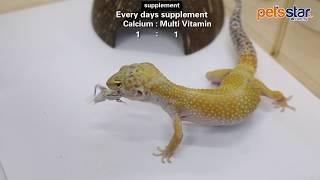 Pets Star Leopard Gecko Supplement Feeding 豹纹守宫 3