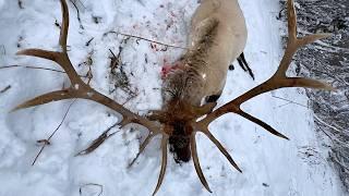 MASSIVE BACKCOUNTRY BULL ELK | Idaho Elk Hunting