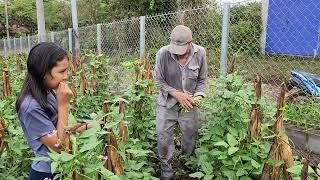 nos fuimos a cortar frijoles verdes   vean cuanta cosecha hay !!!esta es la vida del campo