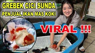 VIRAL !!! : Cici Sunda Penjual Ikan Mas Koki