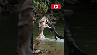 Wolf vs Comodo Brutal Fight #animals #wildlife #shortsfeed #nature #funny #viralvideo #wolf #cómodo