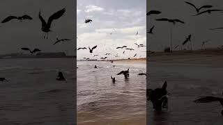 Fisherman's Life #fishermanslife #beachbirds #dangerfish #Stingray & Ribbon Fish