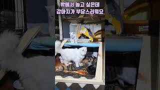 밖에서 놀고 싶은데 (강아지는 부담 스로워요 !) #shorts #강아지 #반려견 #애견영상 #고양이