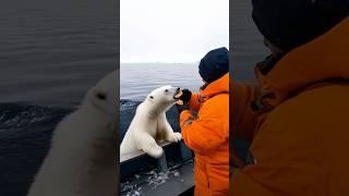 ‍️ Tiny Polar Bear's Heartwarming Rescue!  #PolarBearRescue #WildlifeConservation #arcticanimals