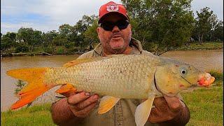 Nindigully StGeorge Fishing 4 species session