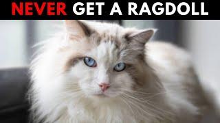 14 Reason You Shouldn't Get A Ragdoll Cat