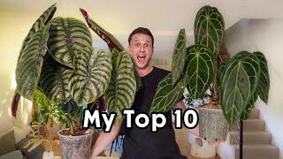 10 FAVOURITE HOUSEPLANTS (not on Moss Poles)