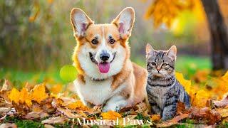 Music For Dog & Cat: Pet's Favorite Music, Stress Reliever Music For Dog & Cat At Home Alone