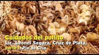 Cuidados del pollito, Lic. Leonel Segura, Cruz de Plata, parte I, Pie de Cría oficial