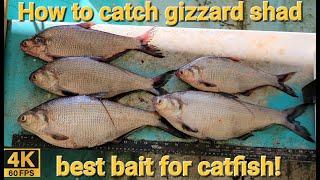 How to catch gizzard shad