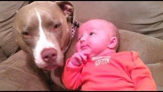 Funny And Cute Pitbull Dogs Love Babies Compilation 2015 [NEW]