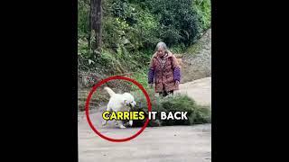 Loyal Dog Helps Grandma with Chores