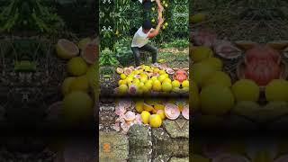 #fruitrees #fruitecutting #fruitcutting #freshproduce #1millionviews #satisfying