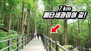 The Forest Trekking Course in Seoul, Korea