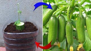 This farmer's secret to growing plants from fruit will surprise you | Relax Garrden