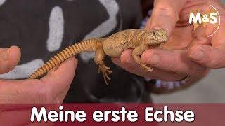 Meine erste Echse? | Welches Tier passt zu mir? | Reptil TV