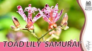 Discover the Unique Beauty of TOAD LILY ‘SAMURAI’! (Tricyrtis formosana ‘Samurai’)