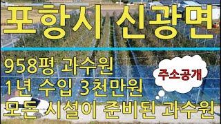 284번 포항시 신광면 운영중인 준비된 과수원 매매