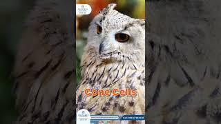 Owl sight: Nature’s night vision goggles | Chanakya IAS Academy