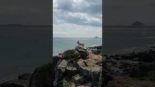 강아지도 제주도가 좋아 Nature dog