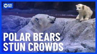 Polar Bear Cubs Wow Audiences in Norway and Brazil | 10 News First