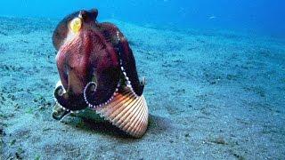 A Sneaky Coconut Octopus Uses Tools to Snatch a Crab 