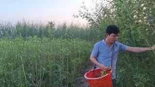 Trải nghiệm hái bông điên điển ở quê kiểm ka vlogs l Chuyện ở quê