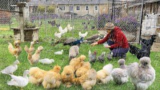 Find Peace & Calm in Nature ️: A Rainy Day on the Organic Farm  Caring for Pets & Nature️