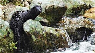 A Stroll up Stream with a Mink