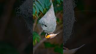 Baya Weaver making Nest ️ #shorts | Bird photography || #birds #wildlifephotography #nikonz8