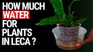 How much water should I put in my LECA plants?