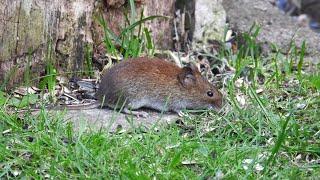 Die Rötelmaus - zu Besuch an der Vogelfutterstelle im Hausgarten