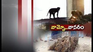 Monkey Menace on the Rise | Creating Many Problems | at Godhur | Jagtial Dist