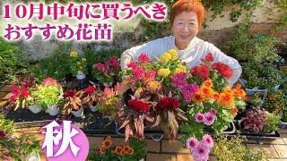 【10月中旬に買うべき宿根草と一年草】秋の花が続々入荷！寄せ植えやハンギングと秋のガーデニングを満喫しよう【園芸】【ガーデニング】