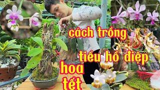 Những loại hồ điệp rừng ra hoa tết, cách trồng lan tiểu hồ điệp | phong lan rừng pv