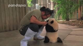 keeper encourages the panda cub to walk